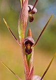 Orthoceras strictum Horned Orchid(a)